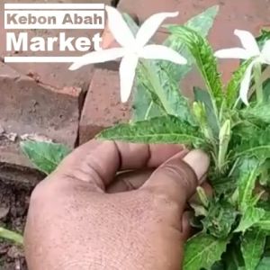 Kitolod Ki Korejat Bunga Tanaman Obat Sakit Gigi Mata Gatal