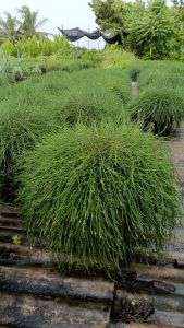 สนออสเตรเลีย กระถาง 11 นิ้ว ต้นสวยและแข็งแรง (กทม)