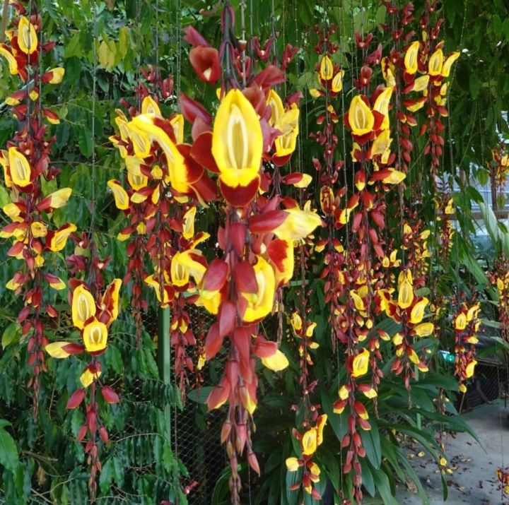 Pokok Thunbergia mysorensis ladies shoes plant Lazada