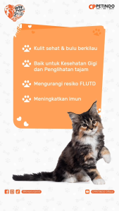 Chester Cat Food Tuna 800g Makanan Kucing All Stages New Produk