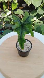 ต้นอโลคาเซีย แจ็คลิน Alocasia Jacklin ไม้แรร์ ​โตในไทย​ น้องโตไว ต้นแข็งแรงมาก​ หายาก​และอนาคตไกล​ - Lazada