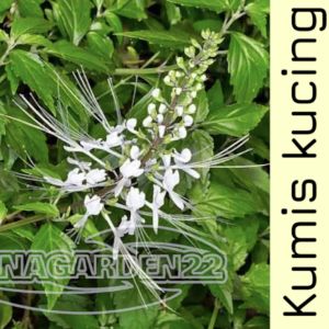 Bibit Pohon Kumis Kucing Tanaman Herbal Atau Hias Siap Tanam