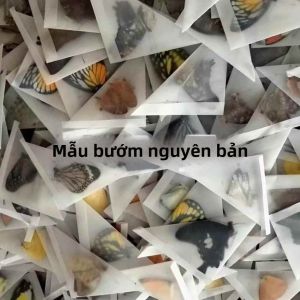 MEISITEKEKE | Set Côn Trùng Thật DIY Dành Cho Thủ Công Làm Tranh Trang Sức Và Quà Tặng Độc Đáo