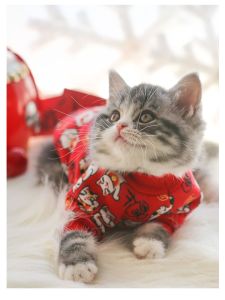 Papa Meow Pet New Year Celebration Fleece-lined Lucky Cat Sweatshirt Cat Dog Red Outwear Fall and Winter Warm Hoodie Sweatshirt