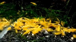 Thức Ăn Cho Tép YEE 80g/280g - Cân Bằng Dinh Dưỡng Cho Tép giúp tép lớn nhanh dễ tiêu hoá