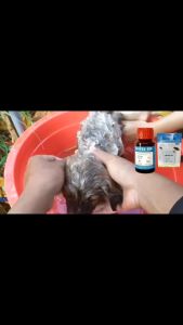 Gói pha tắm trị ve rận cho chó mèo