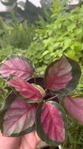 Cây đuôi công hồng mini (cao 15 - 20cm) cây phong thủy trồng trong nhà lọc không khí trang trí văn phòng nội thất vườn của an