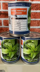 โหระพาใบใหญ่ โหระพาใบพลู โหระพา บรรจุ 50 กรัม (ประมาณ 25000 เมล็ด) สิ้นอายุทำพันธ์ 02 / 70