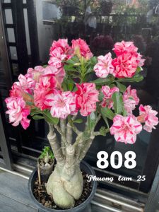 Adenium Kemboja Bonsai ID 808/富贵花