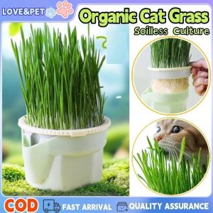 Organic Cat Grass Cultivation Cup Planting Box Seeds Organic Cat Grass Cat Treat Snack Grass Box