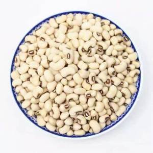 Edible Beans For Soy Milk And Soup