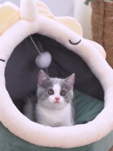 Dog Bed Cat Bed Removable Washable Cat Dog House Indoor Warm Comfortable Pet Dog Bed Pet Nest