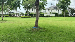 PLOKAMAขาตั้งกล้อง ขาตั้งมือถือ ขาตั้ง 3ขา ยืดสูงได้ถึง 150 cm แบบพกพา แข็งแรง ทนทาน พร้อมกระเป๋าพกพา รีโมทถ่ายภาพ