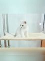 Cat Window Hanging Hammock Perch Seat Cat Safety Sunny Bed Breathable Washable Nest. 
