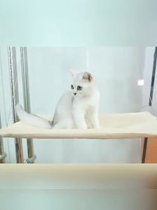 Cat Window Hanging Hammock Perch Seat Cat Safety Sunny Bed Breathable Washable Nest