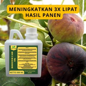 Pupuk Pelebat Buah Tin / Pupuk Buah Tin / Pupuk Booster Buah Tin / Pupuk Buah Tin