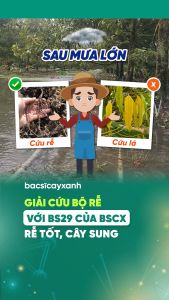 BS29 Siêu Lân Kích Ra Rễ Đẻ Nhánh Phục Hồi Cây Bật Chồi Xanh Lá 250ml 500ml - Bác Sĩ Cây Xanh
