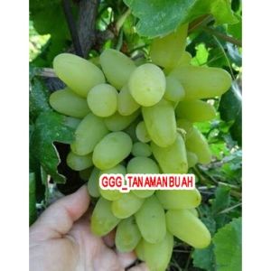 Bibit Anggur Harold Import Asli Grafting Super Cepat Berbuah