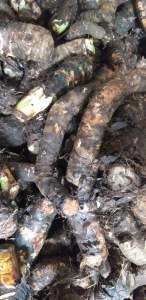 Củ bạc hà núi 1 củ to từ 3 đến 4kg