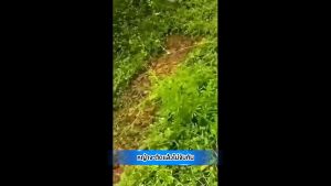 จอบคราดหญ้าคม ด้ามจับทนทาน พร้อมอุปกรณ์ชาร์จไฟ สำหรับสวนและพืช