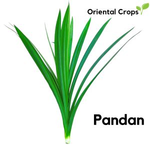 50 Fresh Leaves Dahon Binhi Pantanim Pandan Garden Plant