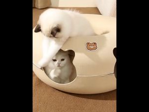 ที่นอนแมวทรงโดนัท อุโมงค์สำหรับแมว ผ้าสักหลาด รูปหน้าหมี ขนาด 60x60x28cm.