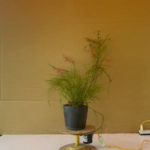 Cây Hoa Xác Pháo - Cây Liễu Tường