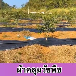 (ส่งฟรีทั่วไทย) พลาสติกคลุมวัชพืช กำจัดวัชพืช ผ้าคลุมวัชพืช พลาสติกเกรดส่งออก ผสมUV ฆ่าหญ้า เห็นผลไวถายใน 1 เดือน อยุ่ทนกว่า 3-10ปี รับประกันสินค้า (จัดส่งจากประเทศไทย)