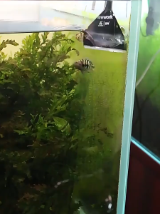 Fish Tank Cleaning and Algae Removal Knife - Non damaging Fish Tank 鱼缸清洗除藻刀 - 不伤鱼缸  Aquarium Maintenance and Cleaning Tools 水族馆维护清洁工具