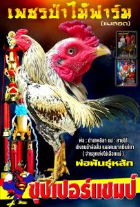 ไข่ไก่ชนพม่าสายตีเชิงอาชีพ(เชิงชนม้าล่อสั้นสลับยาว/แข้งหน้าจัด/ปาก