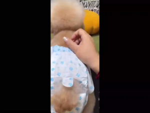 ผ้าอ้อมสุนัข ผ้าอ้อมสัตว์เลี้ยง 10 ชิ้น ดูดซึมซับได้ดี ช่วยฝึกขับถ่ายสุนัข สำหรับตัวผู้ S/M/L/XL