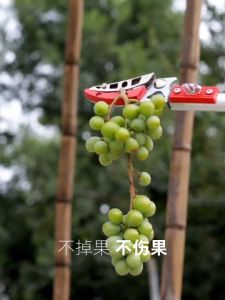 Fruit-picking Scissors 1.8-3m retractable high-altitude scissors Garden retractable fruit tree pruning scissors saw