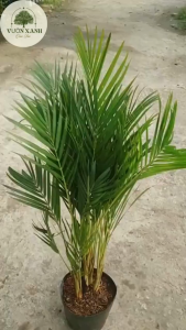 Cây Cau Vàng Đài Loan 100cm - Cây Kiểng Trang Trí Trong Nhà