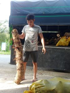 Củ Bạc Hà Núi trị ung thư( củ mọc tự nhiên trên núi Cấm linh thiêng) 10kg trị ung thư