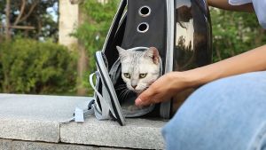 Pet Carrier/Beg Kucing Galas Belakang/ Transparent Astronaut Pet Carrier