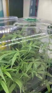 Cloning Tray 72 Cells 21.25 mm, เพาะเมล็ด, โดม, ฝา, เพาะ, ปลูก, ชำ, กิ่ง, เพาะกล้า, ต้นกล้า, เพาะชำ, ชูด, บ่ม, ต้นไม้, แค่ตัส, สมุนไพร - 420