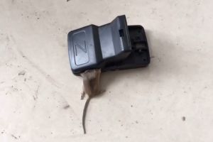 BASMI TIKUS - Mouse Trap Perangkap Tikus Alat Jepretan Tikus Otomatis Jebakan Tikus Pest Control - MUDAH DIGUNAKAN