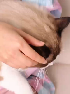 Pet ear cleaner / Cat & Dog Ear Cleaner Ear Drop 10g cat and dog ear remove ear mite  drops