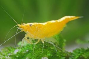 Yellow Goldenback Shrimp/Neocaridina/Ornamental fish/Freshwater/Readystock