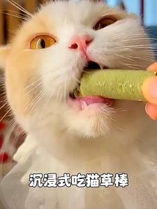 SKISOPGO ขนมหญ้าแมว ช่วยขัดฟัน เพื่อกำจัดก้อนขน 60ราก บรรจุถังปิดผนึก ที่ผลิตจากต้นอ่อนข้าวสาลี 100% ขนมขัดฟันสุนัข สุดยอดเพียง 60ราก