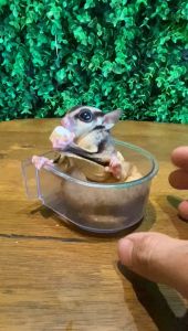 Sugar glider treat healthy freeze dried chicken freeze dried egg VIRAL dried black soldier fly larvae