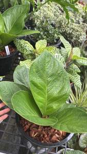 เศรษฐีเงินหนา #Anthurium jenmanii Engl Pot #ต้นเศรษฐีเงินหนาพันธุ์ใบกลม ส่งพร้อม • ขนาดกระถาง 7-8 นิ้ว • การดูแล วันเว้นวัน หรือรดน้ำ 2-3 วันครั้ง • ควรเลี้ยงในที่ร่ม หรือมี แสงแดด รำไร หรือที่ร่ม • วัสดุปลูก ดินทั่วไปผสมขุยมะพร้าว • ใส่ปุ๋ยบำร