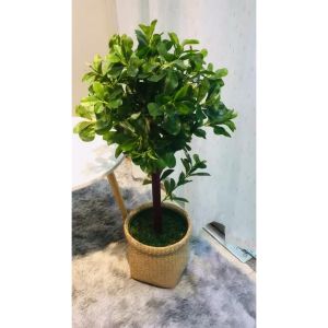 Cây hạnh phúc giả - Size từ  90cm đến 140cm -  Kèm chậu phủ rêu -  Cây giả hoa lụa Decor trang trí nhà cửa