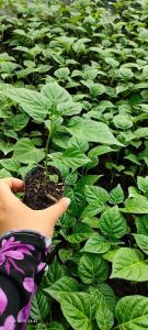 Combo 10 cây giống ớt peru cây con.xanh tốt có bầu đất