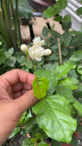 Hoa Nhài Ta Hoa Thơm Sai Hoa Cây Chịu Nắng Tốt Cây Dễ Chăm Sóc Ít Sâu Bệnh