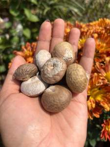 หมากแห้ง ชุด 2 กิโลกรัม