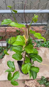 Cây Chanh Dây Vàng Ngọt - Chậu lớn cứng cáp - Chịu nắng tốt cho cổng nhà và leo giàn!