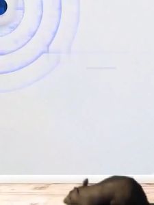 ✅ รับรองว่าเห็นผล ครูประสบการณ์เครื่องไล่หนู AI สำหรับผู้ที่ต้องการความพร้อม 360°ลำโพงคู่ อัลตราซาวนด์ ไล่หนูไฟฟ้า ไม่ได้ผลคืนเงิน ราคาถูกต้อง