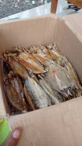Ikan Asin 69 gabus laut / gulama belah 1kg termurah !!!