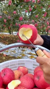 Bibit Apel Fuji Merah Siap berbunga